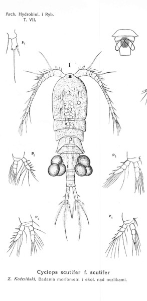 Cyclops scutifer