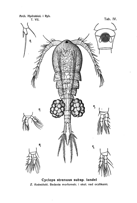 Cyclops strenuus landei