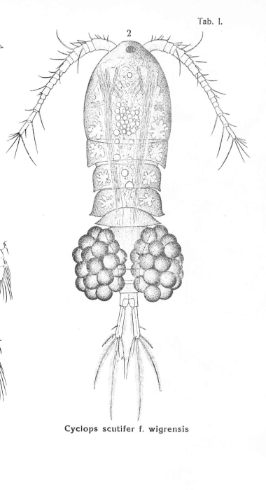 Cyclops scutifer wigrensis