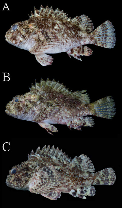Parascorpaena poseidon Parascorpaena poseidon