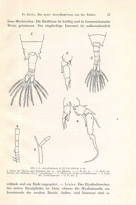 Arctodiaptomus burduricus Kiefer, 1939