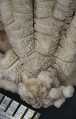 Crinometra gemmata AH Clark 1909, Holotype USNM 25474