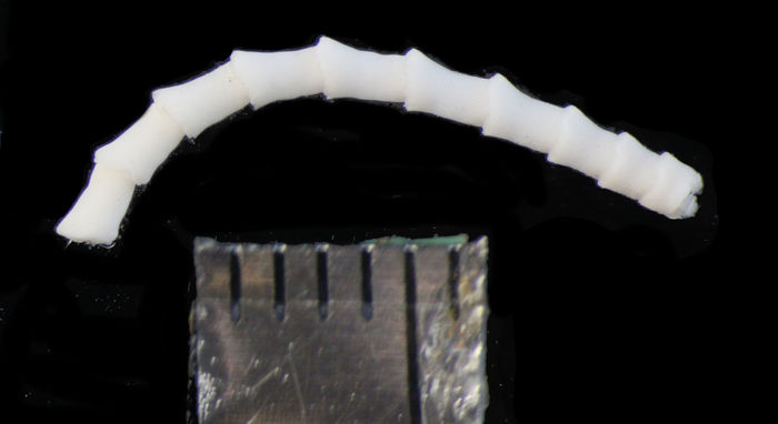 Crinometra gemmata AH Clark 1909, Holotype USNM 25474 Crinometra gemmata AH Clark 1909, Holotype USNM 25474