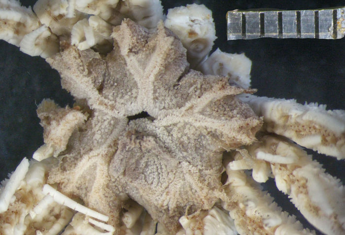 Crinometra gemmata AH Clark 1909, Holotype USNM 25474 Crinometra gemmata AH Clark 1909, Holotype USNM 25474