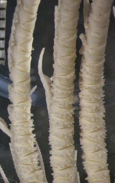 Crinometra gemmata AH Clark 1909, Holotype USNM 25474 Crinometra gemmata AH Clark 1909, Holotype USNM 25474