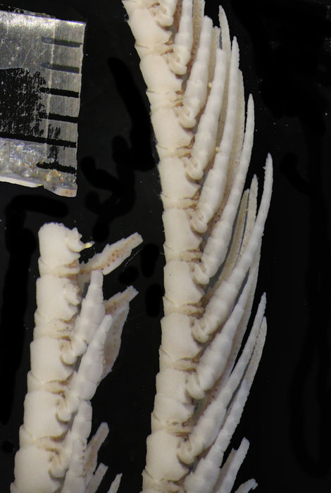 Crinometra gemmata AH Clark 1909, Holotype USNM 25474