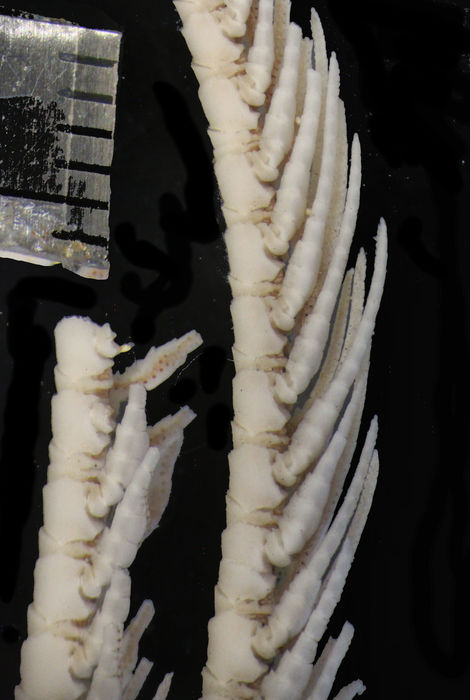 Crinometra gemmata AH Clark 1909, Holotype USNM 25474 Crinometra gemmata AH Clark 1909, Holotype USNM 25474