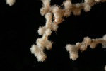 Villogorgia bebrycoides