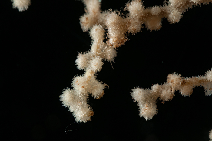 Villogorgia bebrycoides Villogorgia bebrycoides