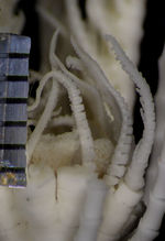 Crinometra inornata  A H Clark 1950, Holotype USNM 25475