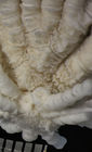 Crinometra insculpta AH Clark 1909, Holotype USNM 25477 