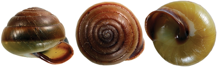 Amplirhagada storriana Holotype WAM S58436 Amplirhagada storriana Holotype WAM S58436