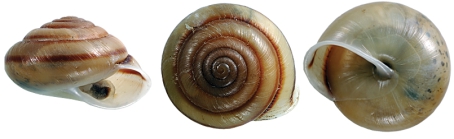 Amplirhagada alkuonides Köhler, 2011 Holotype WAM S58435