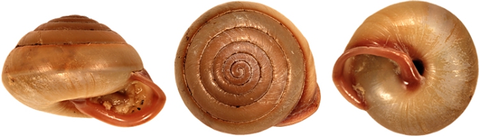 Amplirhagada globosa Köhler, 2011 holotype WAM S58432