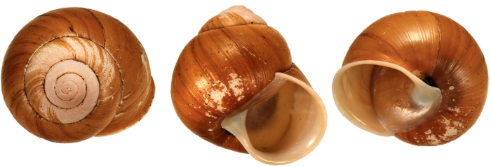 Globorhagada confusa holotype WAM S58483 Globorhagada confusa holotype WAM S58483