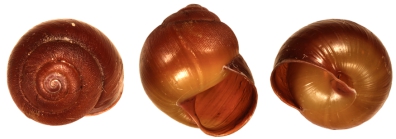 Globorhagada wunandarra Köhler, 2011 paratype WAM S37624