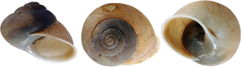 Kimboraga wulalam Köhler, 2011 holotype WAM S58438