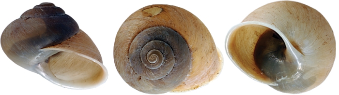 Kimboraga wulalam Köhler, 2011 holotype WAM S58438