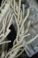 Alecto Novae Guineae Müller 1841, Leiden Type 1752