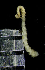 Alecto Novae Guineae Müller 1841, Leiden Type 1752