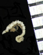 Alecto Novae Guineae Müller 1841, Leiden Type 1752