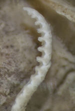 Alecto japonica (Comanthus) Müller 1841, Leiden Holotype RMNH.VER.1742 