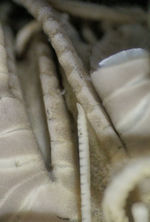 Alecto japonica (Comanthus) Müller 1841, Leiden Holotype RMNH.VER.1742 