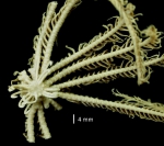 Cenolia amezieaneae Messing 2003 Paris Holotype MNHN EcCh 191