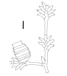 Salacia hexadon from Schuchert (2003)