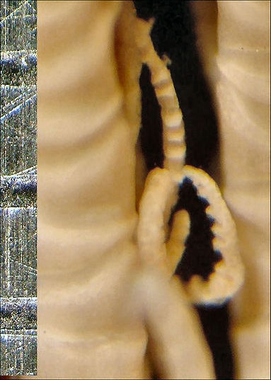 Cenolia trichoptera (Müller, 1846)  Paris Type 29 