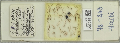 Holotype of Spirospermoides stocki with Stephensonia trivandra