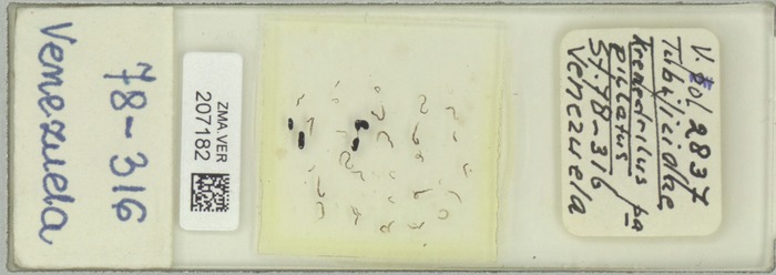 Holotype and 3 paratypes of Krenedrilus papillatus