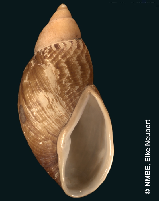 Callistocharis graeffei Callistocharis graeffei
