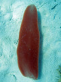 Tunicata (sea squirts)