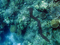 Tunicata (sea squirts)