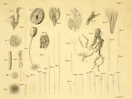 Hyalonema boreale Loven, 1868