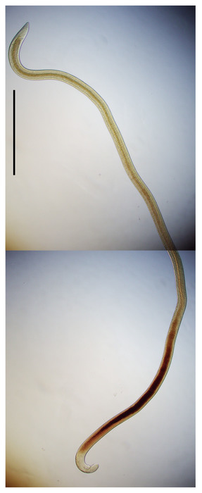 Aulostomonema Aulostomonema