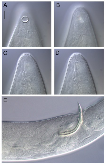 Aulostomonema Aulostomonema