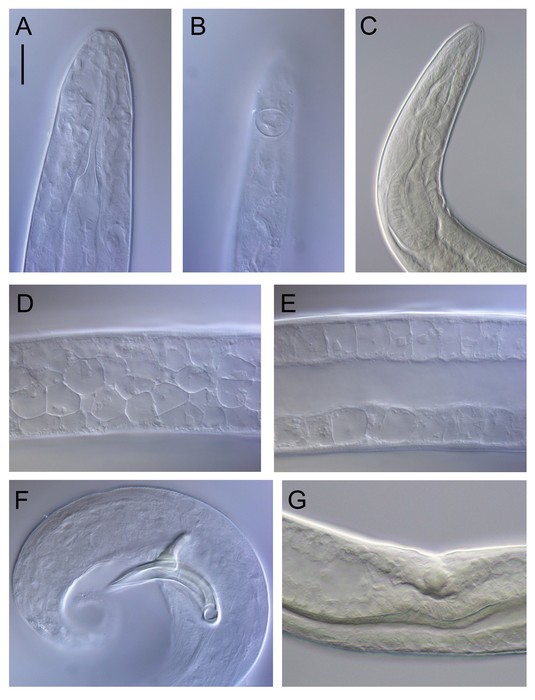 Siphonolaimus curtisensillus Siphonolaimus curtisensillus