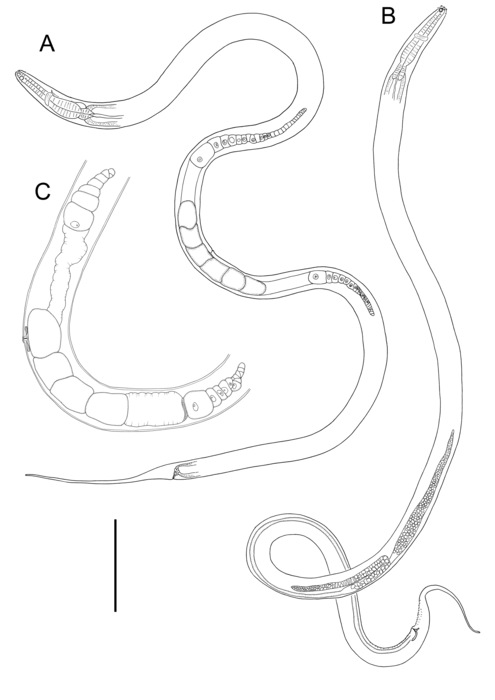 Linhomoeus pycnocricus Linhomoeus pycnocricus