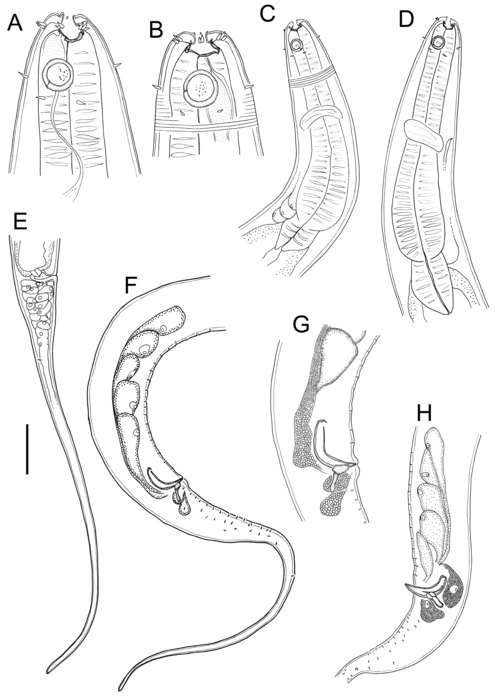 Linhomoeus pycnocricus Linhomoeus pycnocricus