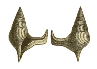Helicaulax falcata Böhm, 1891
