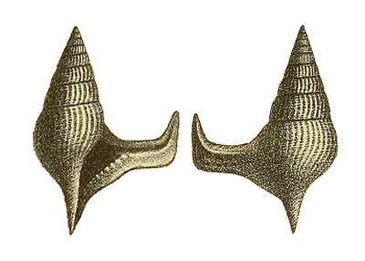 Helicaulax falcata Böhm, 1891