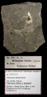 Helicaulax falcata Syntype Böhm, 1891