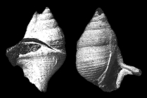 Helicaulax cossmanni Lecointre, 1914