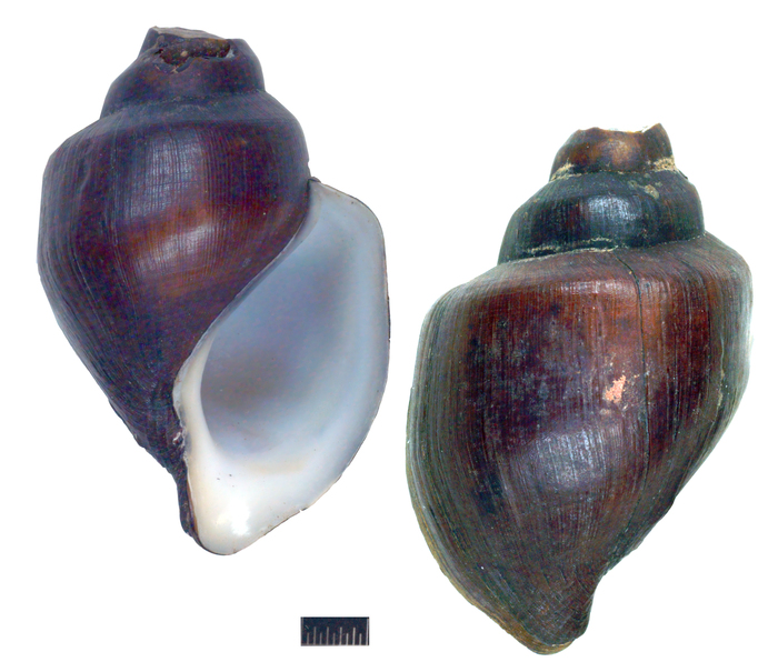 Semisinus zenkeri Syntype ZMB 52261 Semisinus zenkeri Syntype ZMB 52261