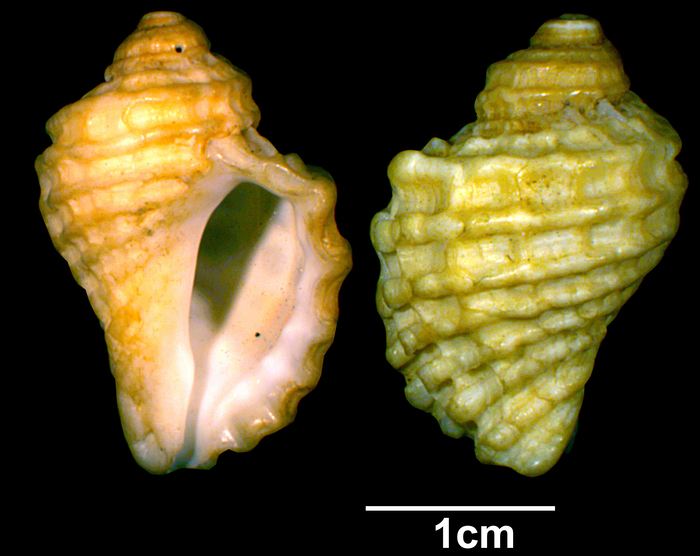 Purpura heyseana Holotype ZMB 108587