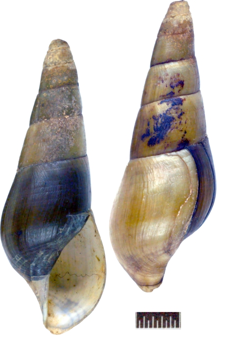 Melania strigillata Syntype ZMB 109665 Melania strigillata Syntype ZMB 109665