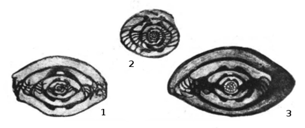 Profusulinella ovata Rauzer-Chernousova, 1938