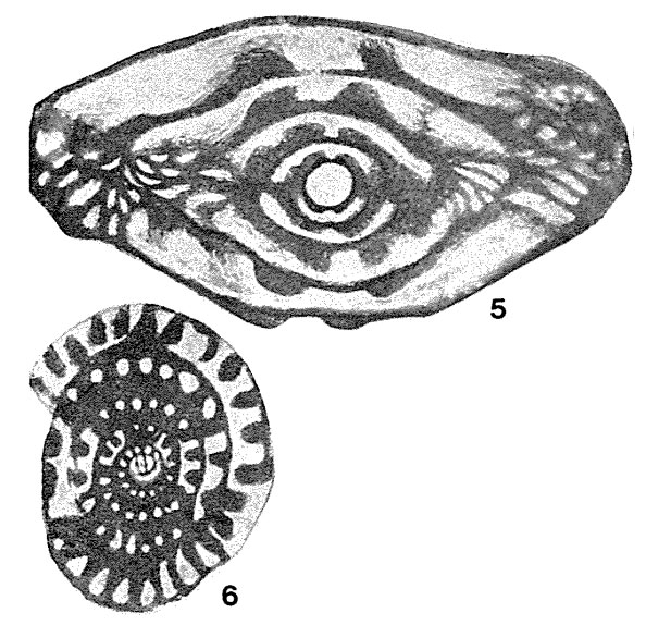 Profusulinella pararhomboides Rauzer-Chernousova & Belyaev, 1936